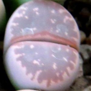 lithops olivacea c162В