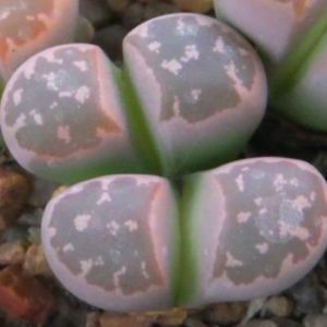 lithops olivacea c162В