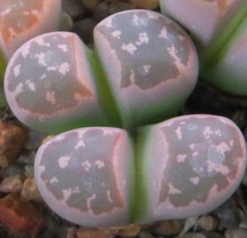 lithops olivacea c162В
