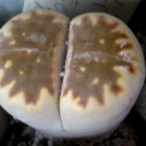lithops julii С 063 fuscosum form