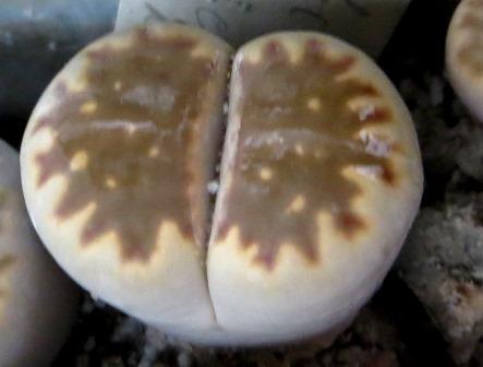lithops julii С 063 fuscosum form