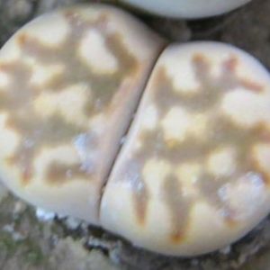 lithops julii С 063 fuscosum form