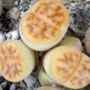 lithops karasmontana summitatum