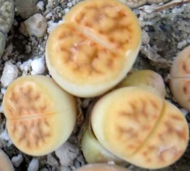lithops karasmontana summitatum