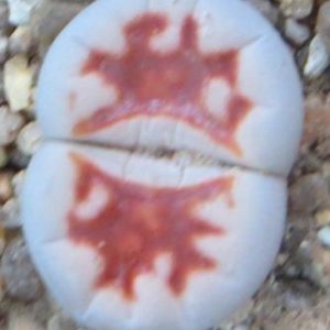 lithops karasmontana lateritia