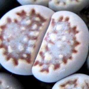1618 MG lithops julii C 64
