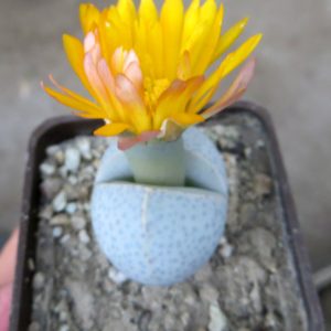 dinteranthus wilmotianus augrabies falls