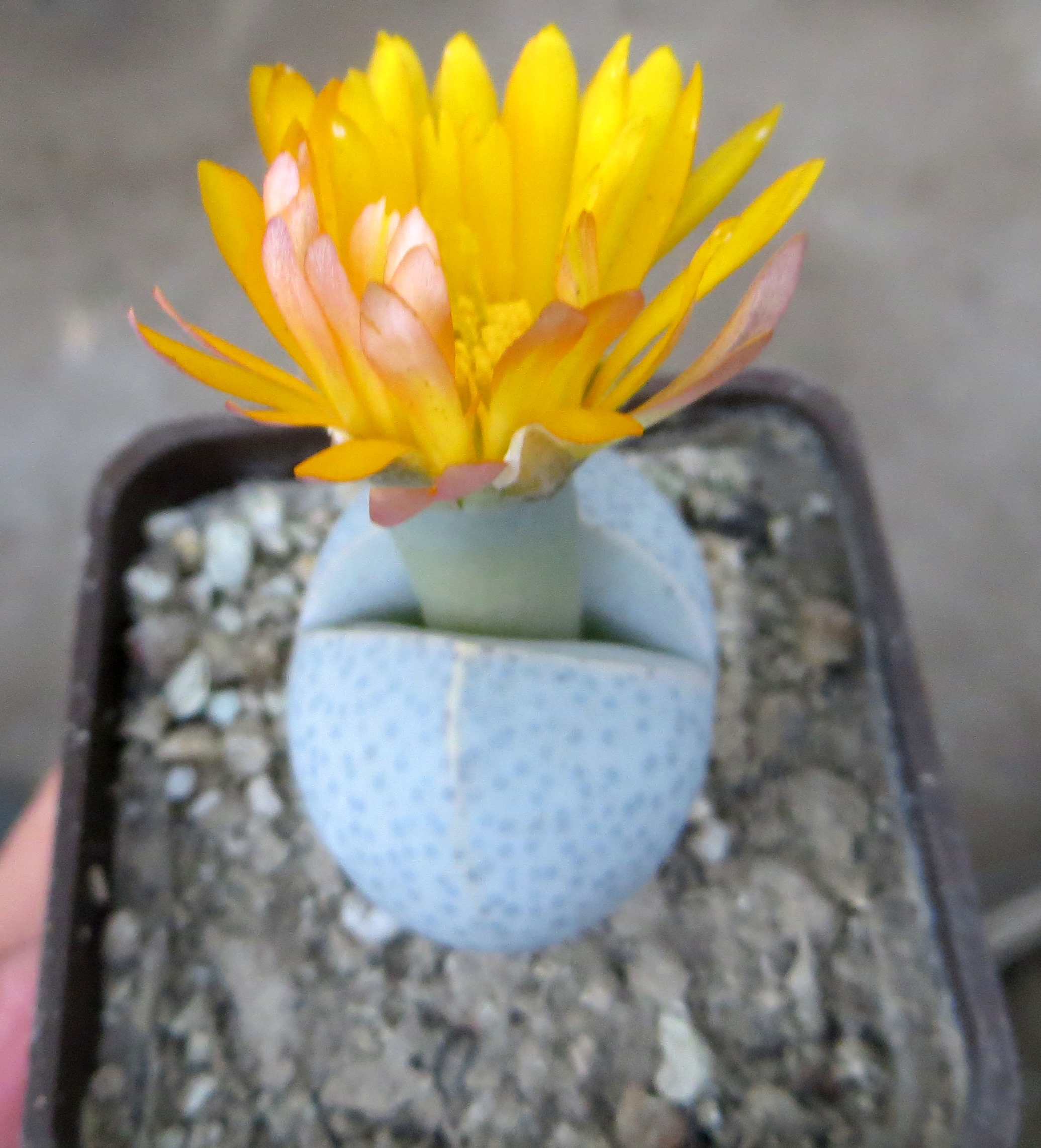 dinteranthus wilmotianus augrabies falls