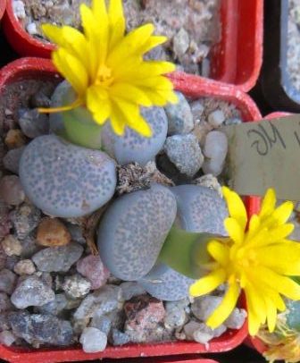 1731.58 MG lithops terricolor Prince Albert C 134