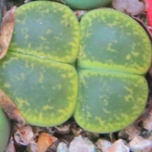 lithops lesliei albinica