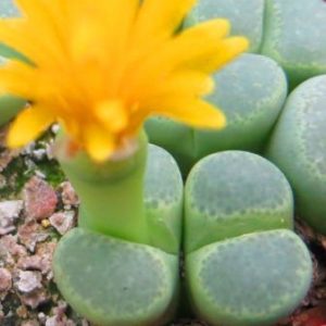 lithops terricolor green color