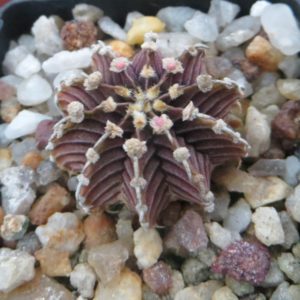 gymnocalycium agua dulce