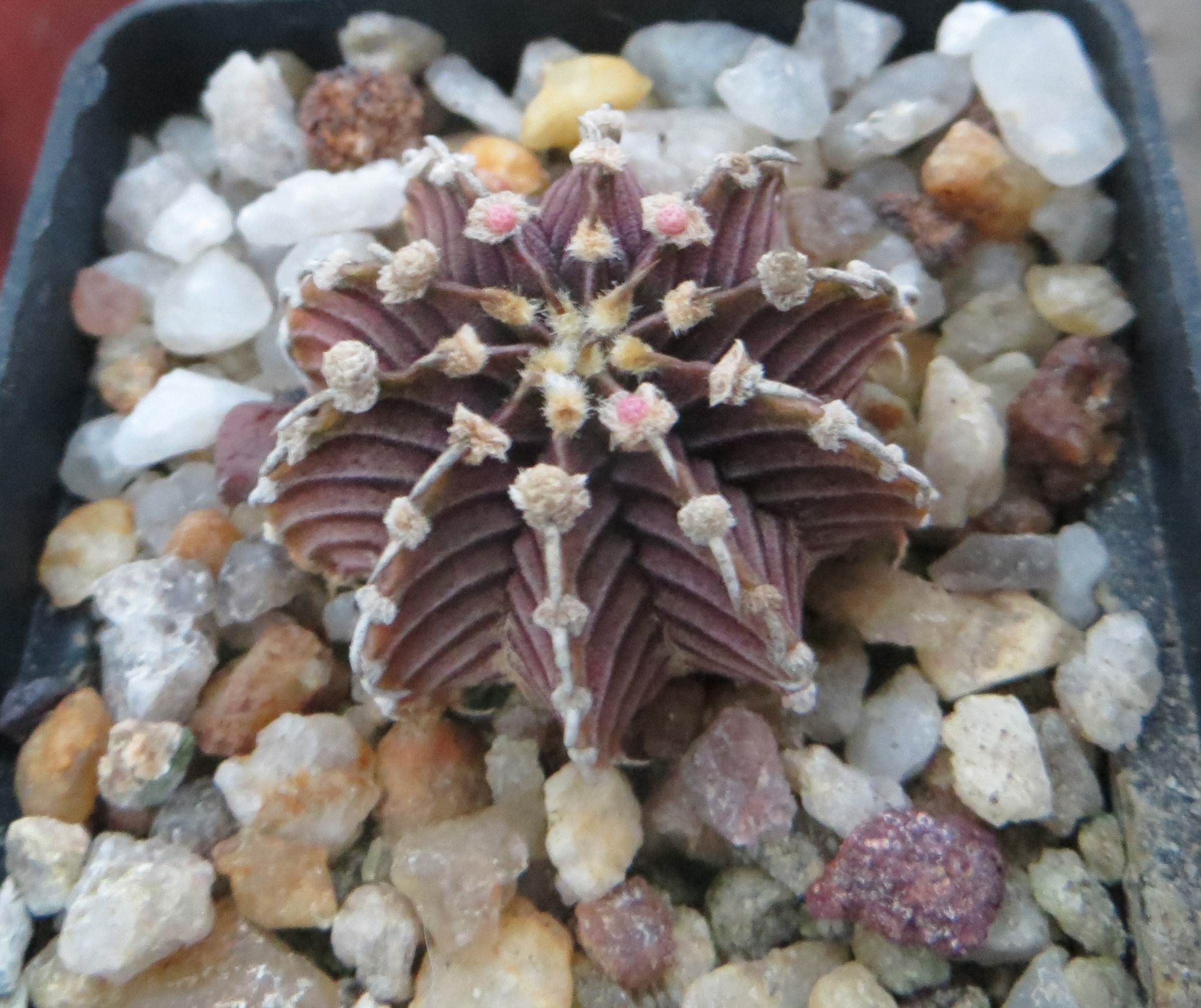 gymnocalycium agua dulce