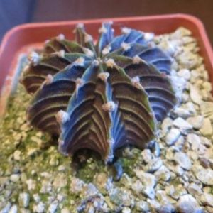 gymnocalycium agua dulce