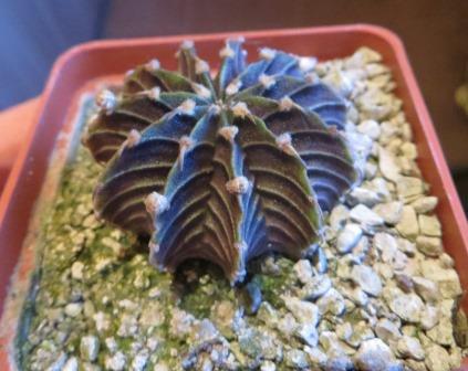 gymnocalycium agua dulce