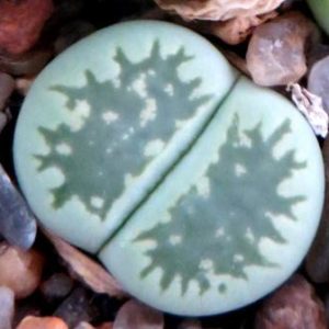 lithops julii fulleri green