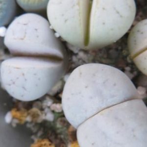 lithops ruschiorum C 242