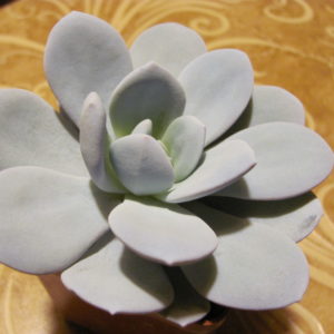 Echeveria laui