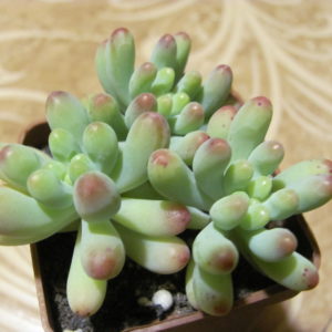 Sedum pachyphyllum