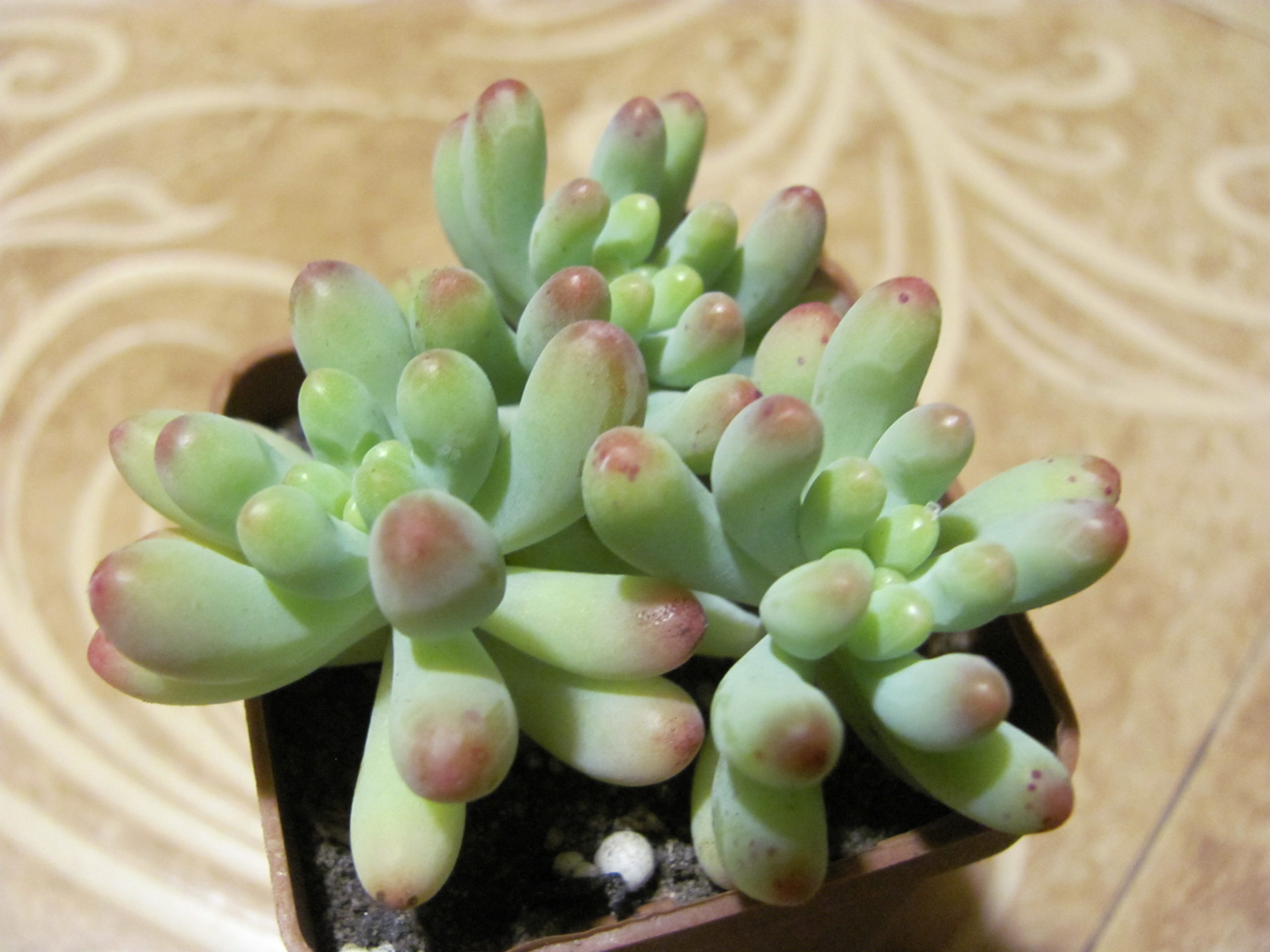 Sedum pachyphyllum