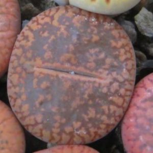 1549.5 lithops aucampiae C 256