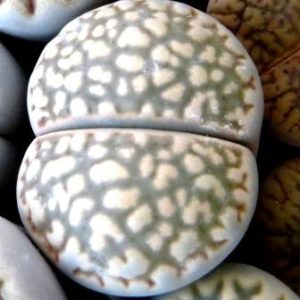 lithops halii x julii