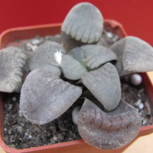 Haworthia springbokvlakensis