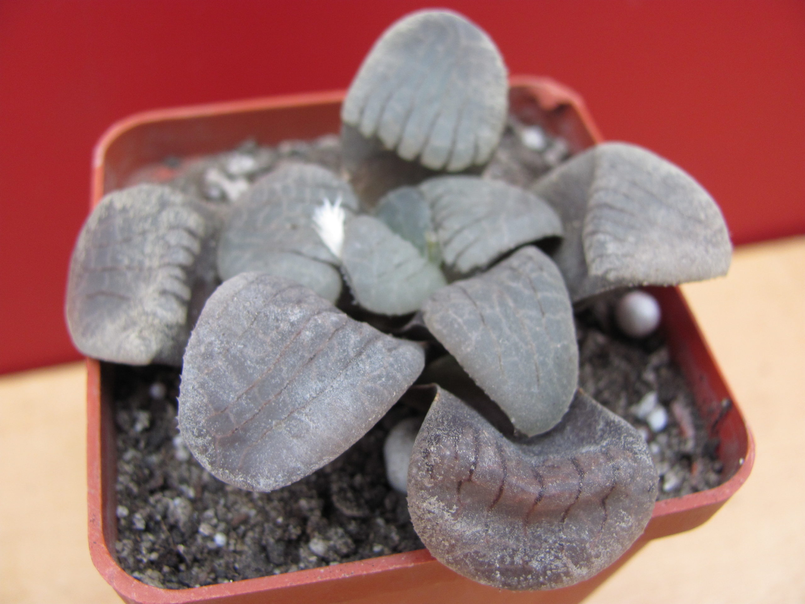 Haworthia springbokvlakensis