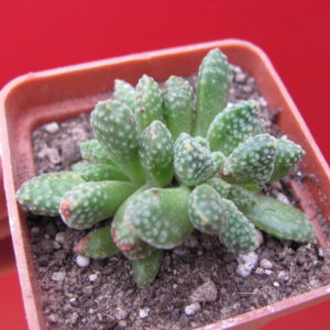 Crassula ausensis titanopsis