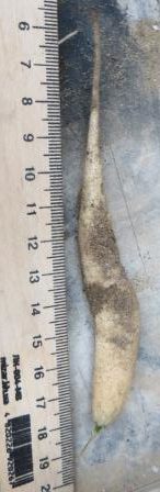 ibervillea tenuisecta