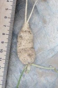ibervillea tenuisecta