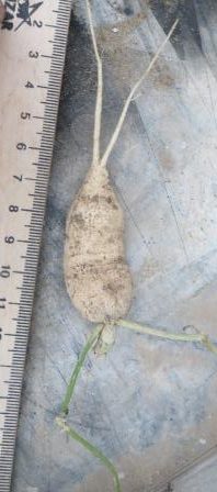 ibervillea tenuisecta