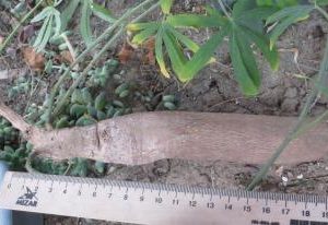 ipomea platensis