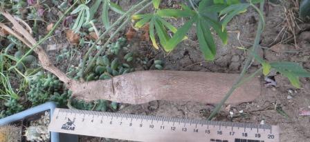 ipomea platensis