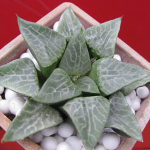 Haworthia comptoniana   Uhlig