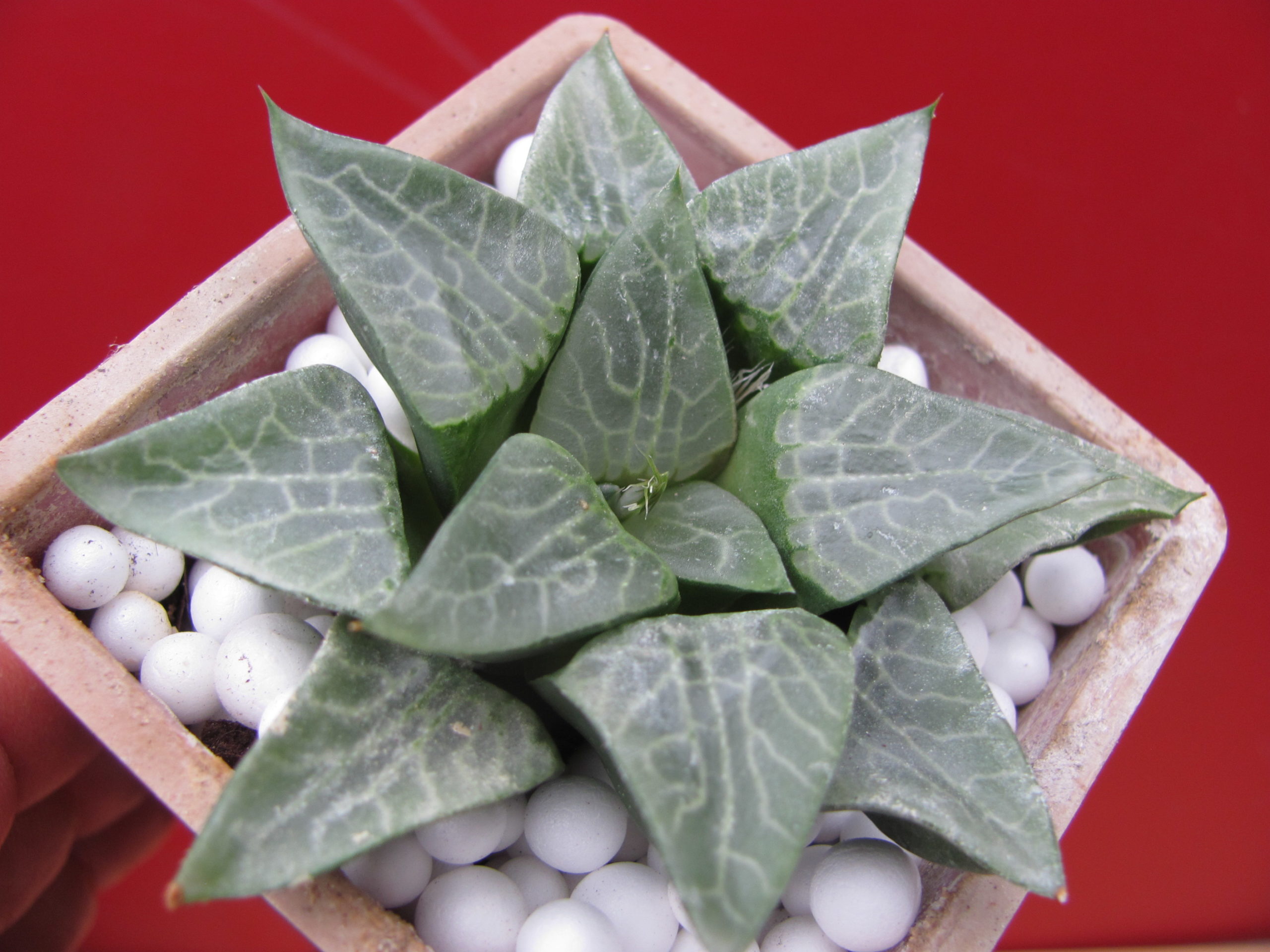 Haworthia comptoniana   Uhlig