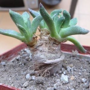 aloinopsis acuta