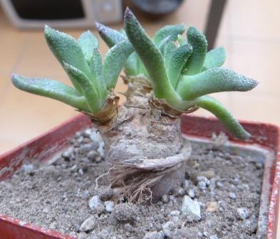 aloinopsis acuta