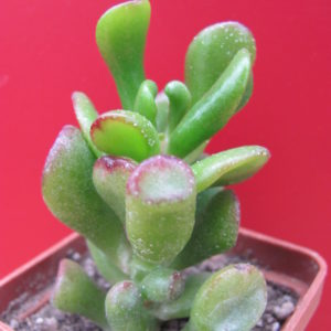 Crassula ovata   Gollum