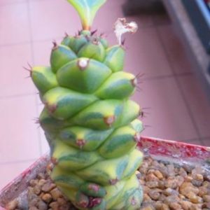 monadenium ritchiei variegata