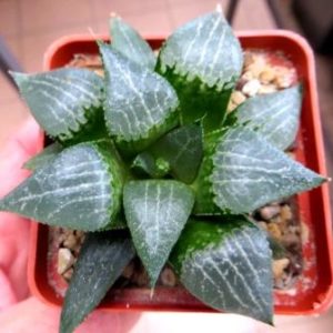 haworthia comptoniana sklo