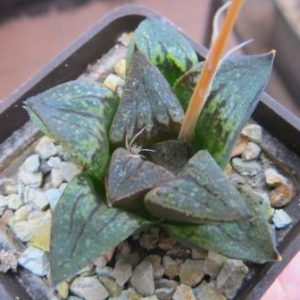 haworthia badia ara badia  x haworthia chocolate