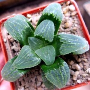 haworthia pygmaea blue hybrid