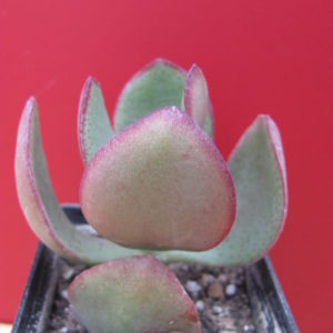 Crassula arborescens