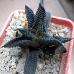 haworthia scabra tuberculata