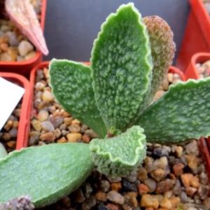 adromischus marianae hybrid