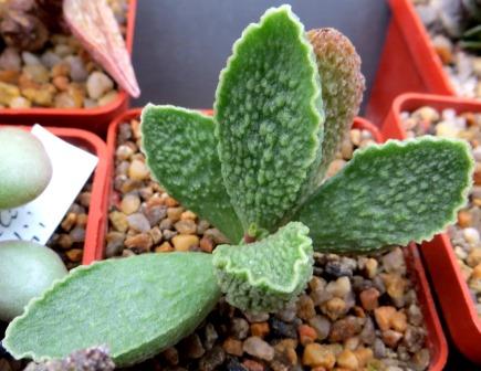 adromischus marianae hybrid
