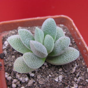 Crassula tecta    F2