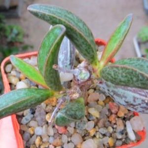 adromischus marianae Lau 28229 South Clon