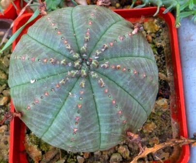 euphorbia obesa
